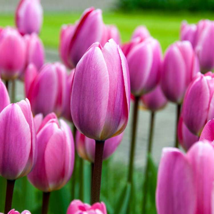 Tulpan 'Light and Dreamy'